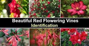 See more ideas about plants, vines, garden vines. Vines With Red Flowers With Pictures And Names Identification