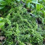 Image result for Lycium mascarenense