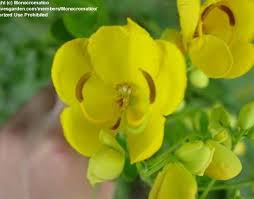 Image result for Senna bicapsularis