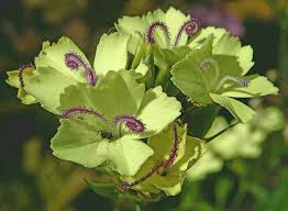Pin By Laura Matthews On Flowers Plant List Plants Flowers