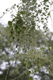 Image result for Cocculus hirsutus