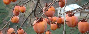 Which fruit trees grow well in ohio? Types Of Fruit Trees In Ohio