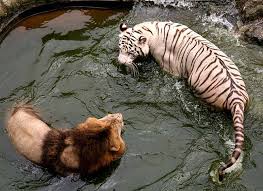 We did not find results for: Nuevo Lion Club Tigre Animales Desierto Persia Lego Pequeno Leon Gris Leones Baby