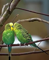 Australia S Amazing Parrots That Roam Free Muhabbet Kuslari Kus Kus Resimleri