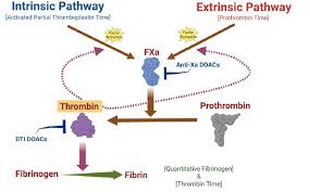 Image result for Thrombin Time