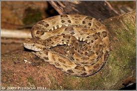 Bothrops Asper Pit Viper Reptile Snakes Snake