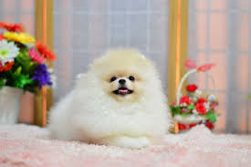 Get healthy pups from responsible and professional breeders at puppyspot. Pomeranian Puppies Teacup Chicago Il 60608 Usa