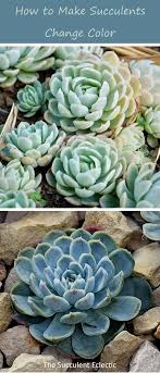 How To Make Succulents Change Color The Succulent Eclectic Succulents Garden Care Colorful Succulents
