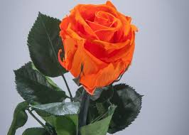 Significato dei colori delle rose