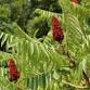Sunny Samplings: Mid-Summer Foraging Walk