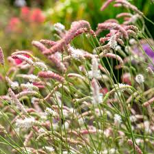 Image result for Schlechterina