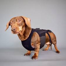 Check spelling or type a new query. L Il Back Bracer Dog Back Brace Animal Ortho Care