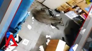 There are some wild boars running around from pasir ris to this area, stay clear of them. Woman Injured In Wild Boar Incident Near Punggol Condo Cna