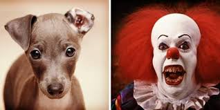 6 lambs who will never be cold again