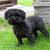 Dogs & puppies for rehoming in london. Https Encrypted Tbn0 Gstatic Com Images Q Tbn And9gctpuvkmfa Dwhoqmbjsv2h9xdyq8ligfn6qh5ho3mf O2lmwetf Usqp Cau
