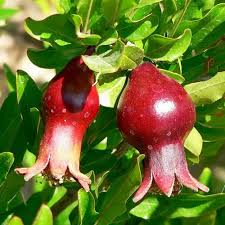 Image result for Punica granatum