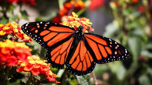 Por qué las mariposas monarca son tan importantes en la celebración del Día  de Muertos? - El Sol del Centro | Noticias Locales, Policiacas, sobre  México, Aguascalientes y el Mundo