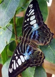 Black And White Spotted Moth Uk Blue And White Spotted Butterfly Greeting Card For Sale By Amy Mcdaniel Beautiful Butterflies Butterfly Pictures Butterfly
