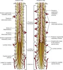 Spinal Nerves An Overview Sciencedirect Topics