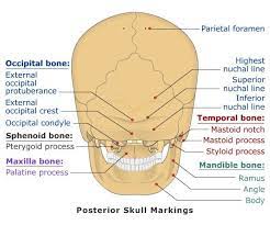 3d viewer is not available. Posterior Skull Anatomy Anatomy Drawing Diagram