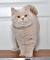 Cream Blue British Shorthair