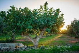 Image result for Ficus conraui