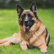 Spay/neuter — tlc petsnip, inc. German Shepherd German Shepherd Dogs German Sheperd Dogs German Shepherd