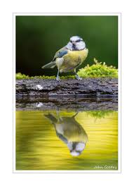 Large flocks of birds are hazardous to aircraft, and unfortunately, birds enjoy the habitat around many busy airports. A Portable Reflecting Pool For Garden Bird Photography John Gooday Photography