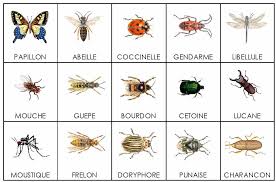 Http Daufresne2 Free Fr Animauxvolants Volanttabinsectes Coul Jpg Insectes Jeux De Langue Exercice Pour Enfant
