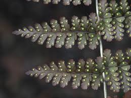 Image result for Dryopteris athamantica