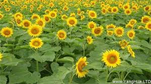 The site owner hides the web page description. å¤ªé™½èŠ±èŠ±èªž é¤ŠèŠ±ç¶²