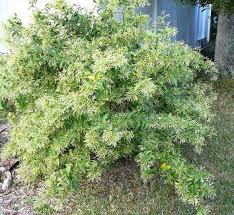 Image result for Cestrum