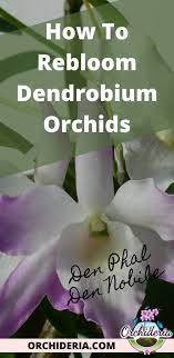 How To Rebloom A Dendrobium Orchid Den Phal And Nobile Orchideria Dendrobium Orchids Orchids Dendrobium Nobile