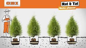Lebensbaum Brabant Hohe 140 160 Cm Topf Ca 7 5 L Thuja Occidentalis Hecke Pflanzen Thuja Und Lebensbaum