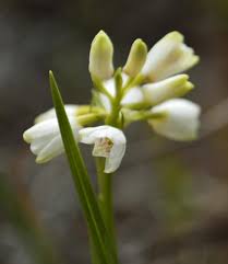 Image result for Eulophia fridericii