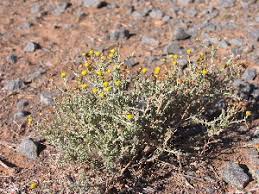 Image result for Pentzia incana