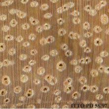 Image result for Albizia procera