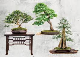 Care For Trees With The Ancient Art Of Bonsai Houstonia Magazine