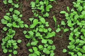 It has a distinctive flavor that makes everything delicious: Tips For Growing Arugula Plants