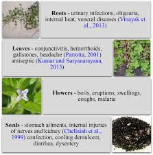 Image result for Spermacoce kirkii