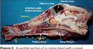 Nasal cancer in dogs and cats is not curable. Radiation Therapy For Tumors Of The Nasal Cavity And Paranasal Sinuses In Dogs Semantic Scholar