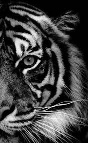 Black And White Tiger Picture Siberian Black And White Tiger Animals Black And White Nature Animals Animal Photography