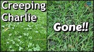 A healthy stand of turf makes it harder for creeping charlie to crash your yard. How To Kill Creeping Charlie And Keep It From Coming Back Lawn Chick