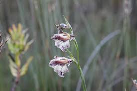Image result for Gladiolus trichonemifolius