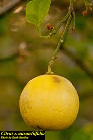 Image result for Citrus × aurantiifolia
