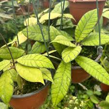 Image result for Parquetina calophylla