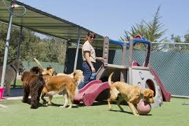 Maybe you would like to learn more about one of these? Pet Travel 101 Dog Boarding The Pet Concierge