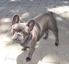 French Bulldog Rare Colors Merle And Rare Colored French