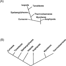 Image result for Cyperus breviradius