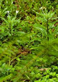 Image result for Aframmi longiradiatum